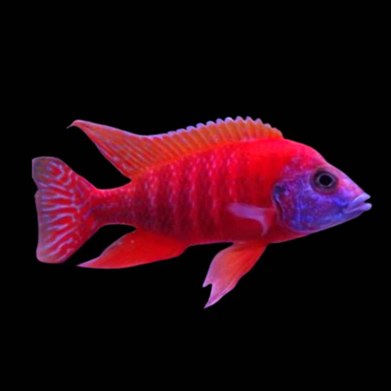 PEACOCK RED CICHLID