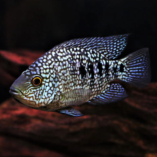 PEARL SCALE CICHLID