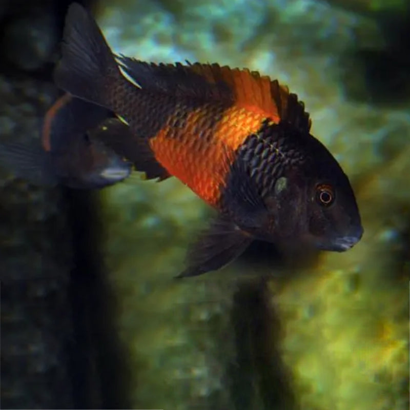 PEMBA RIVER TROPHEUS CICHLID