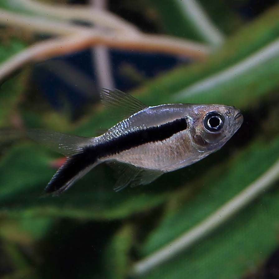 PENGUIN BALLOON TETRA