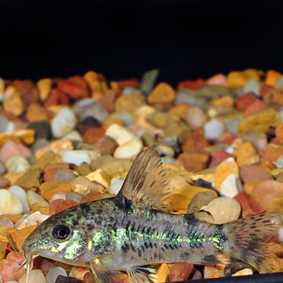 PEPPERED CORY CATFISH