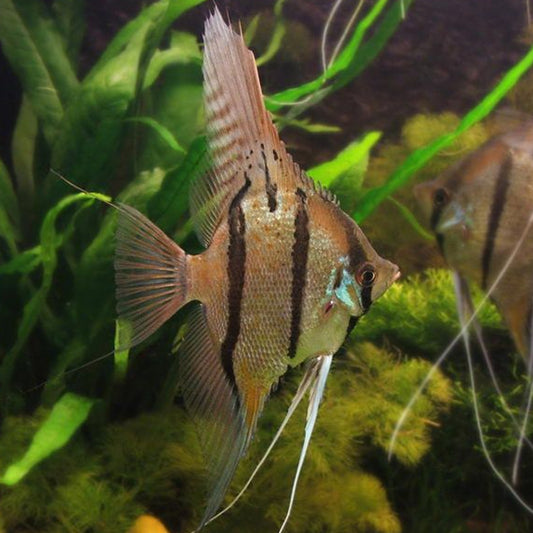 PERUVIAN ALTUM ANGEL