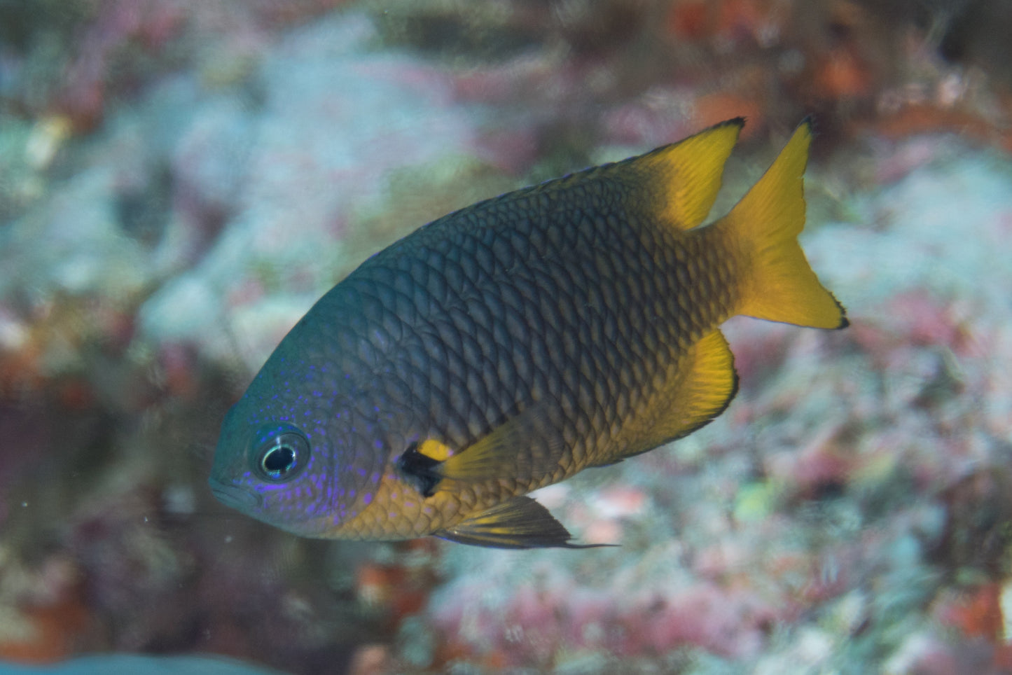 PHILLIPINE DAMSELFISH