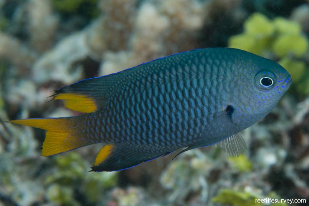 PHILIPPINE DAMSELFISH