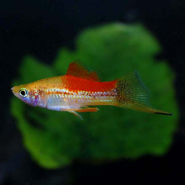 PINEAPPLE SWORDTAIL