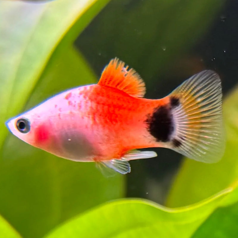 PINK MICKEY MOUSE PLATY