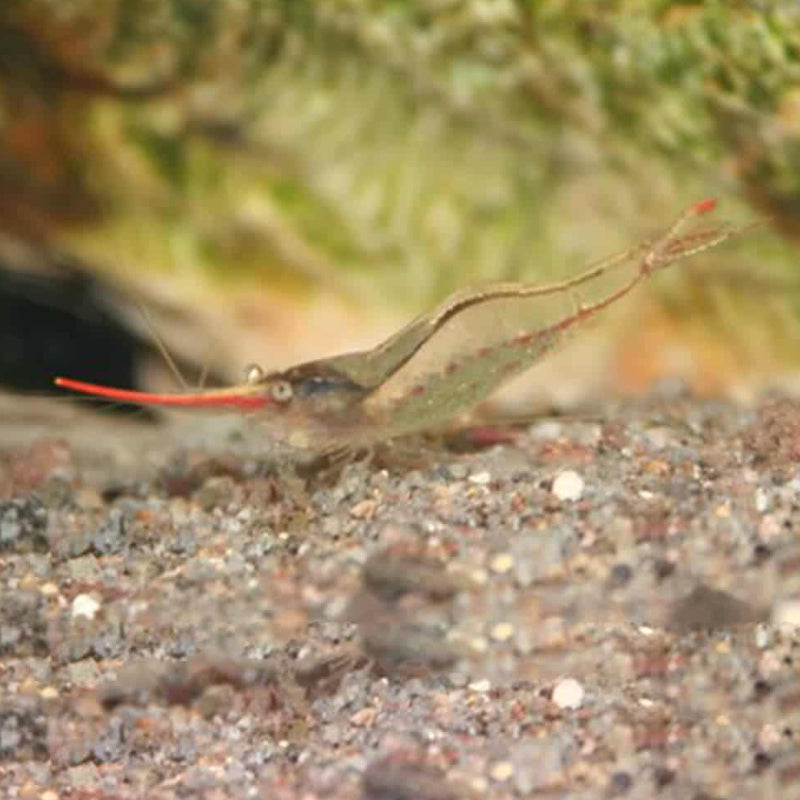 PINOCHIO SHRIMP