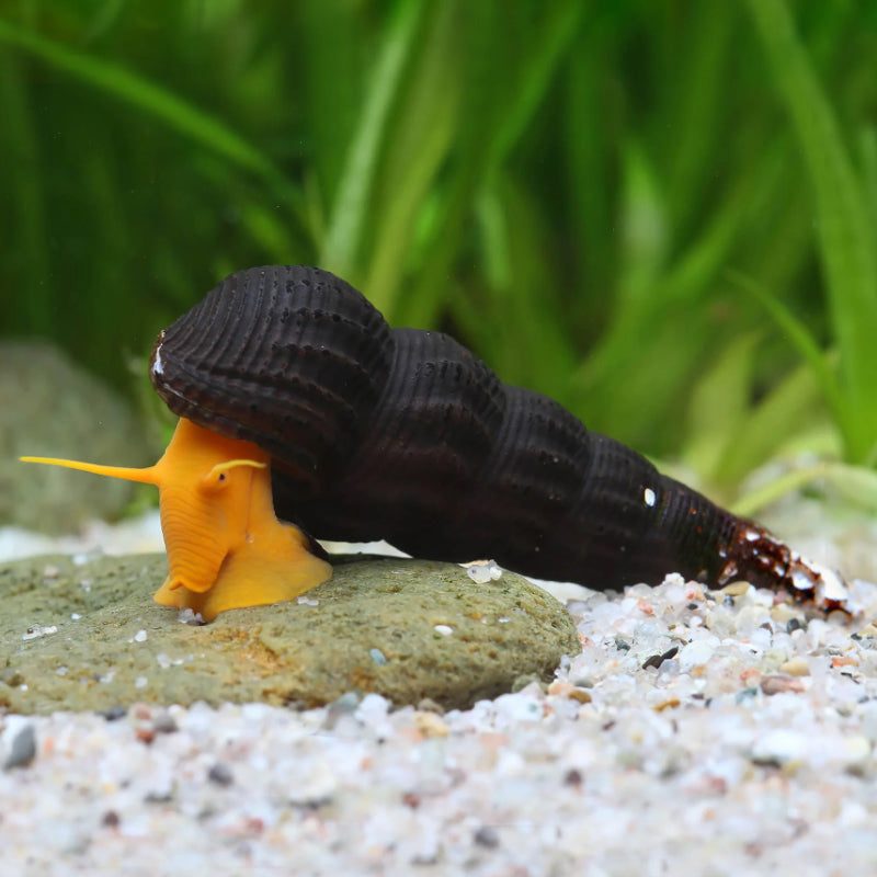 POSO ORANGE RABBIT SNAIL