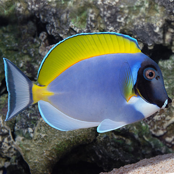 Powder Blue Tang -6 Lots