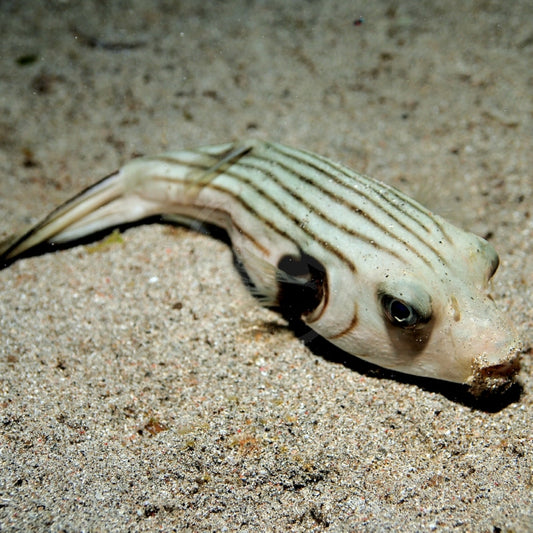 NARROW-LINED PUFFERFISH