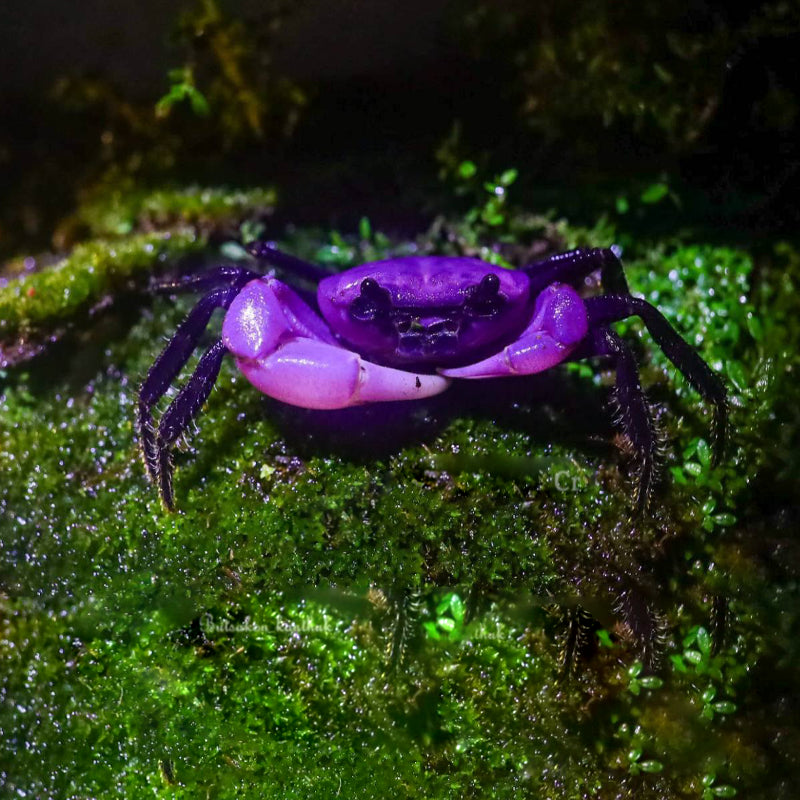 PURPLE CRAB