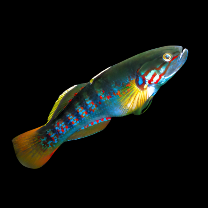 PURPLE STRIPED GUDGEON