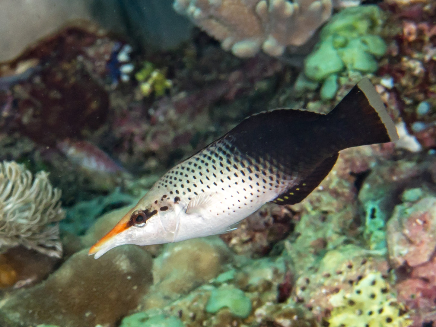 GREEN BIRD WRASSE FEMALE