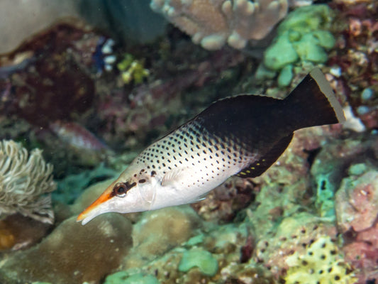 GREEN BIRD WRASSE FEMALE