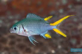PALETAIL CHROMIS
