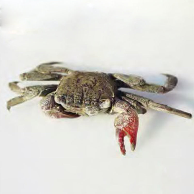 COMMANDO CRAB ( FEMALE )