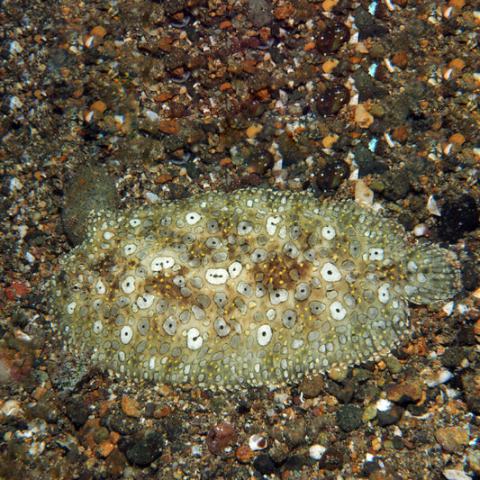 PEACOCK SOLEFISH