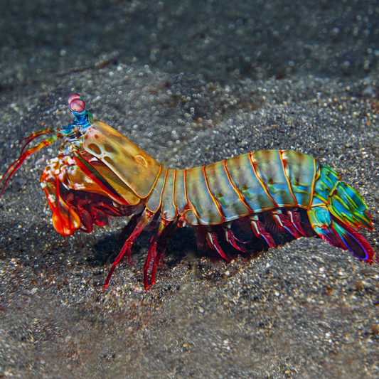 PEACOCK MANTIS SHRIMP