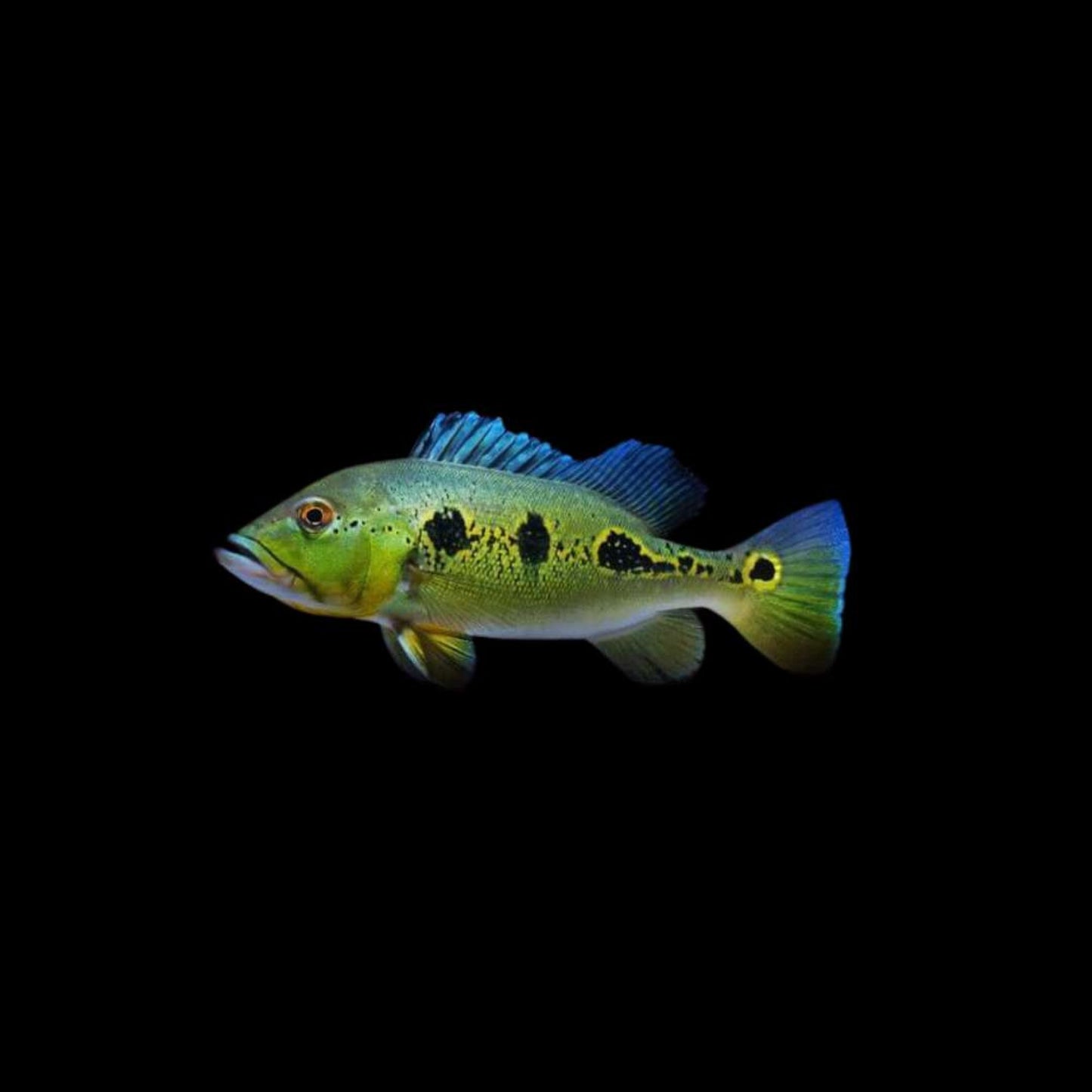 CICHLA ORINOCO CICHLID