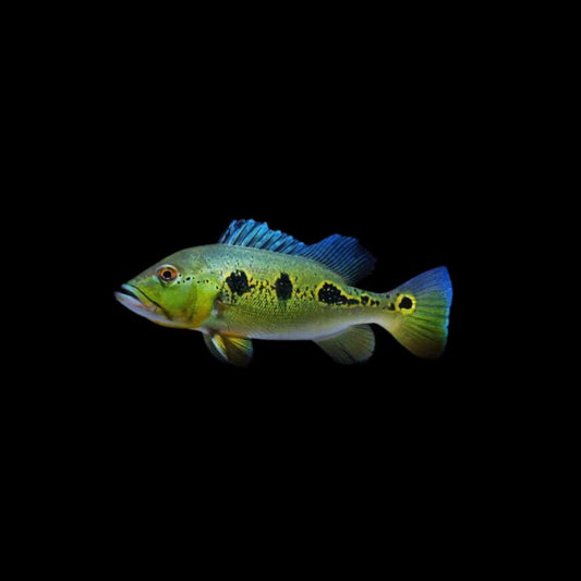 CICHLA ORINOCO