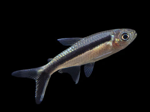 PENGUIN TETRA