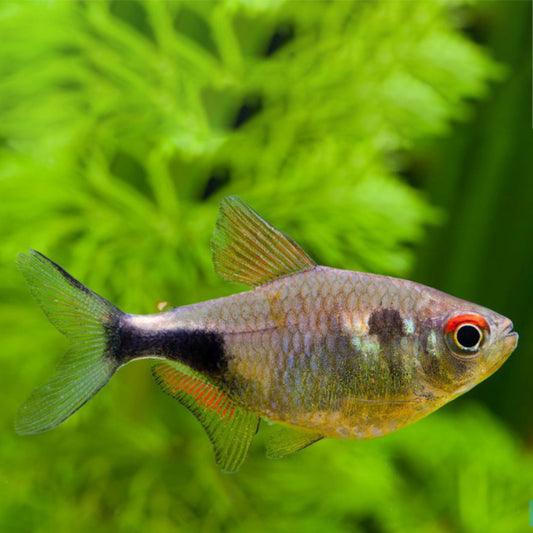 PULCHER TETRA