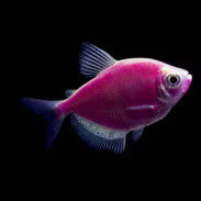 FLUORESCENT PINK SKIRT TETRA