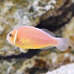 PINK SKUNK CLOWNFISH