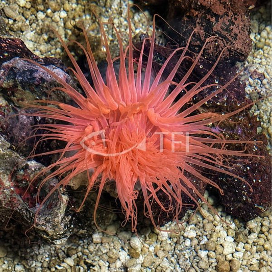 PINK TUBE ANEMONE