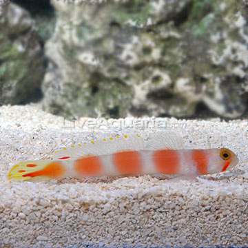 PINK-BAR SHRIMP GOBY