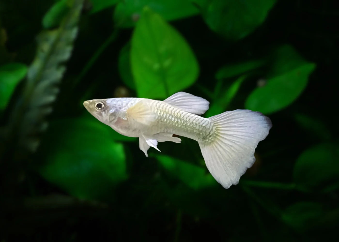 PLATINUM MALE GUPPY