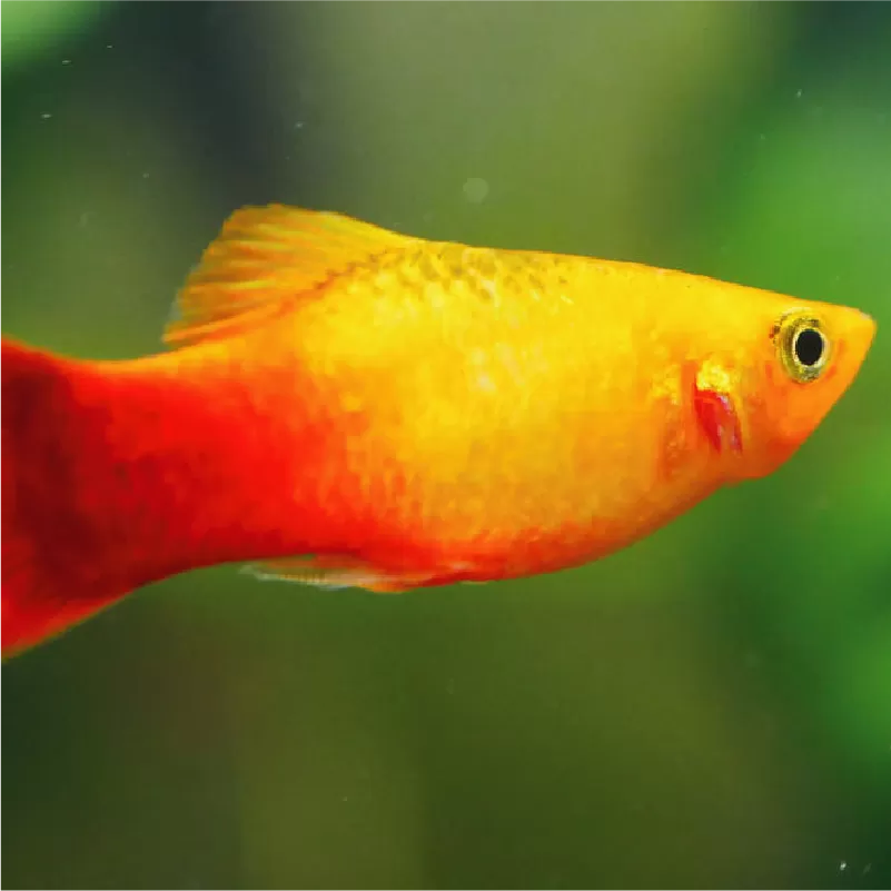 SUNSET PLATY