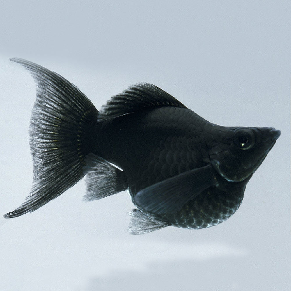 BLACK BALLOON MOLLY
