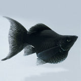 BLACK BALLOON MOLLY