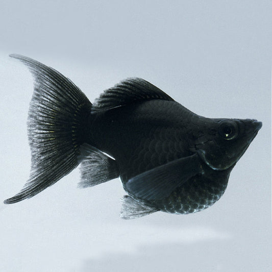 BLACK BALLOON MOLLY