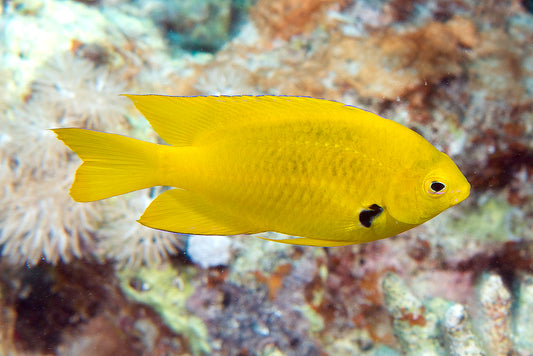 SULPHUR DAMSELFISH - Red Sea