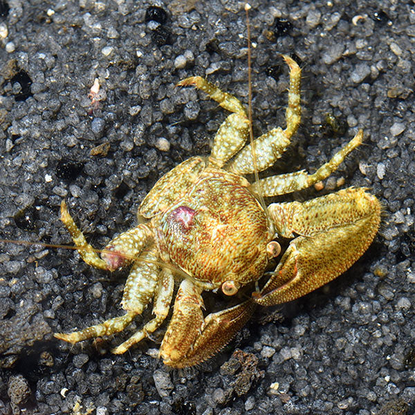 PORCELAIN CRAB