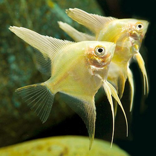 GOLDEN XANTIC ANGEL