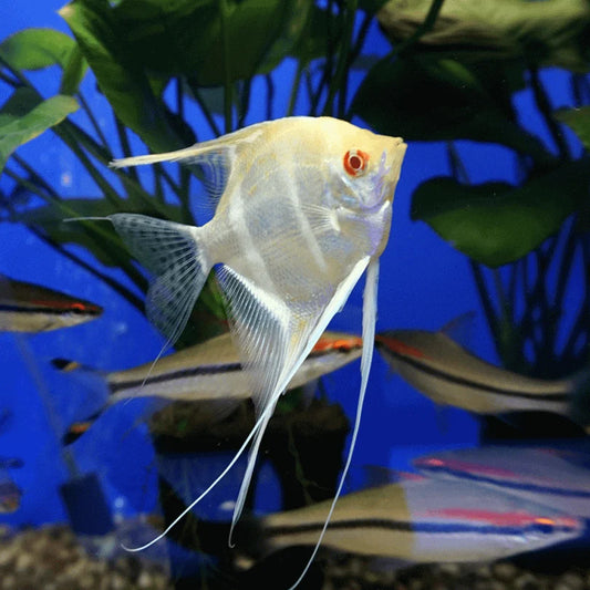 DIAMOND RED EYE ANGEL