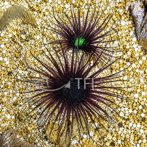 PURPLE TUBE ANEMONE