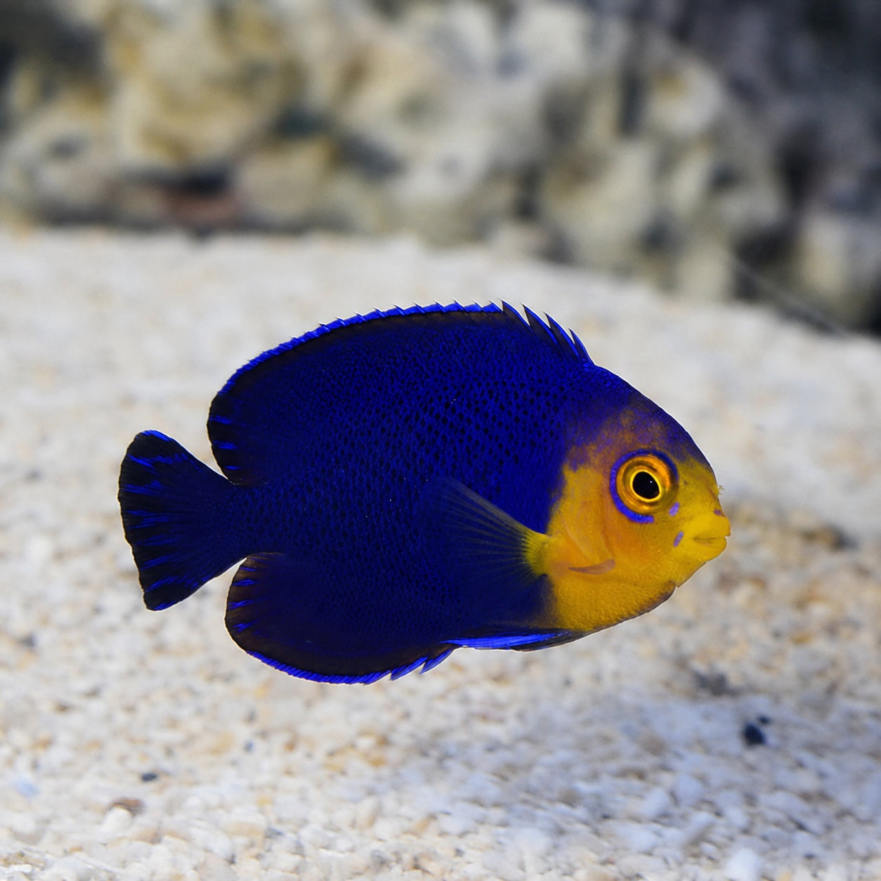 PYGMY CHERUB ANGELFISH
