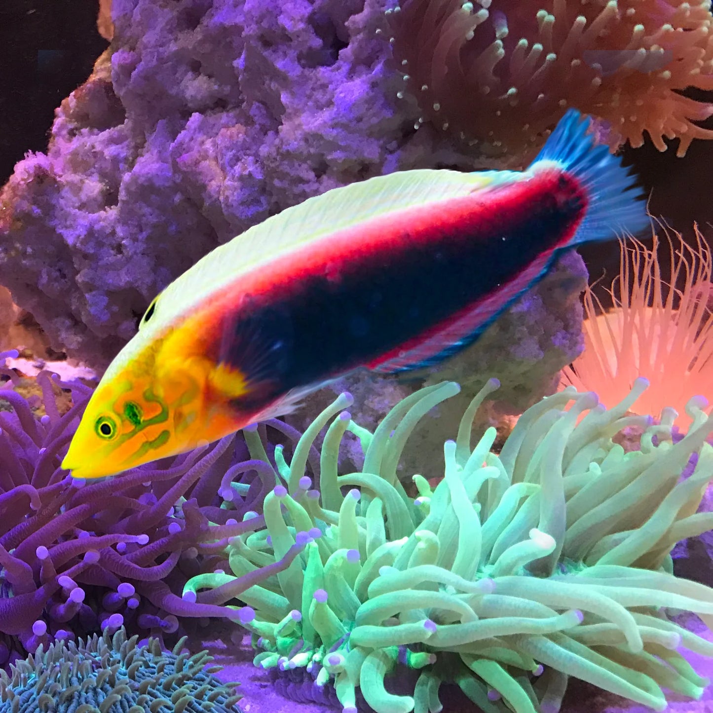 RADIANT WRASSE