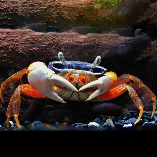 RAINBOW CRAB