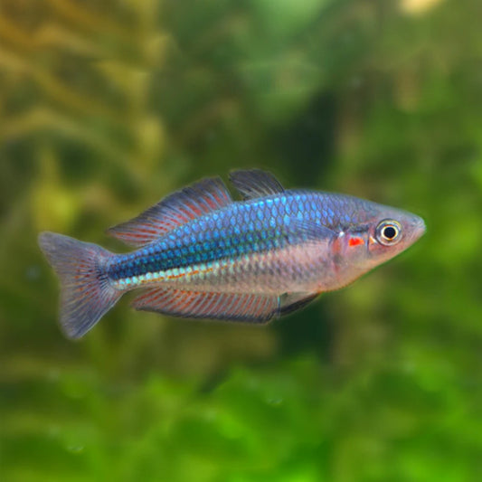 RAINBOW HYBRID (RAINBOW PARROT )