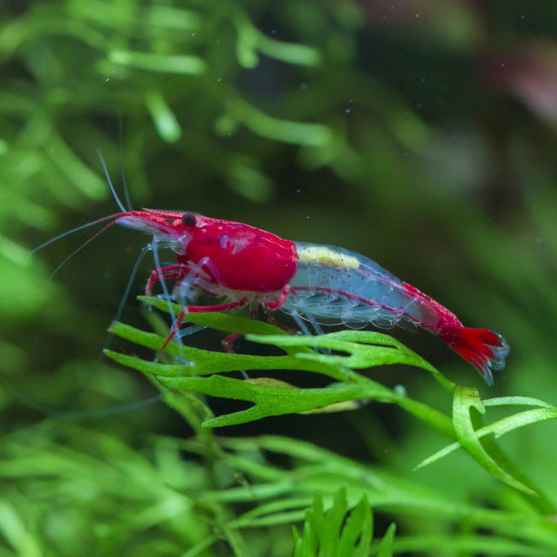 RED AND BLUE RILI