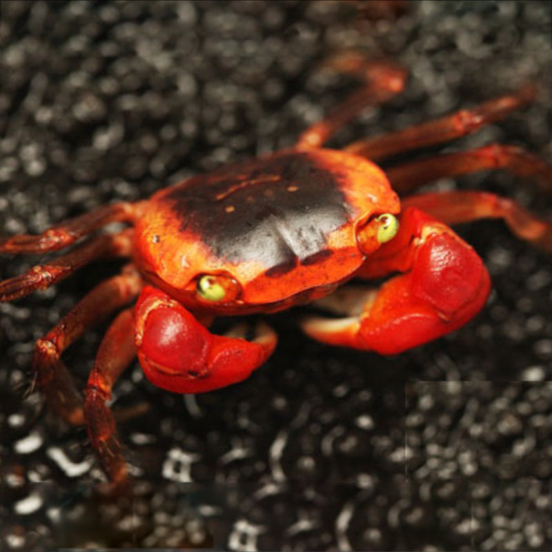 RED APPLE CRAB