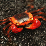 RED APPLE CRAB