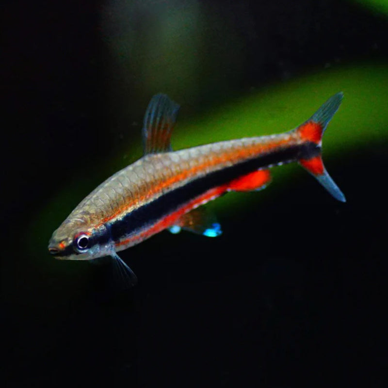 RED BECKFORD PENCIL TETRA
