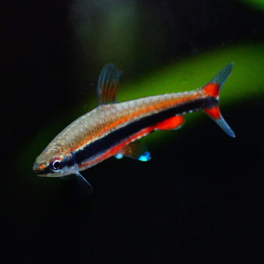 RED BECKFORD PENCIL TETRA