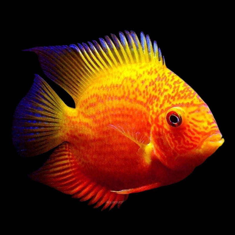 RED CEVERUM CICHLID